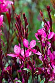 GAURA LINDHEIMERI LILLIPOP PINK