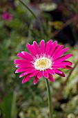 GERBERA EVERLAST CARMINE