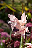 GLADIOLUS OPPOSITIFLORUS SSP SALMONEUS