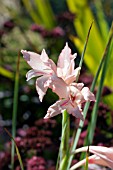 GLADIOLUS OPPOSITIFLORUS SSP SALMONEUS