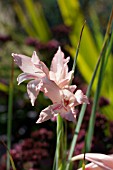 GLADIOLUS OPPOSITIFLORUS SSP SALMONEUS