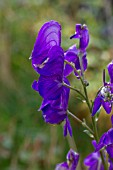 ACONITUM CARMICHAELIS VAR TRUPPELIANUM BARKERS VARIETY