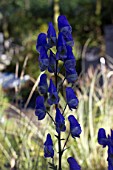 ACONITUM BLUE OPAL