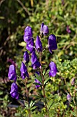 ACONITUM CARMICHAELIS VAR TRUPPELIANUM BARKERS VARIETY