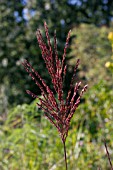 MISCANTHUS SINENSIS MALEPARTUS