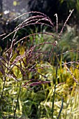 MISCANTHUS SINENSIS FLAMINGO