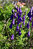 ACONITUM CARMICHAELIS VAR TRUPPELIANUM BARKERS VARIETY