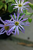 ASTER THOMSONII NANUS