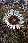 CARLINA ACAULIS BRONZE FORM