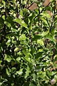 PITTOSPORUM ARUNDEL GREEN