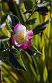 CAMELLIA SASANQUA SASANQUA VARIEGATA