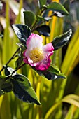 CAMELLIA SASANQUA SASANQUA VARIEGATA