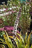 ACTAEA SIMPLEX PINK SPIKE