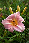 HEMEROCALLIS PRINCETON SILKY