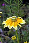 RUDBECKIA HIRTA PRAIRIE SUN