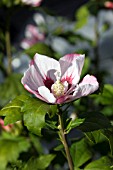 HIBISCUS SYRIACUS HAMABO