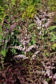 ASTILBE BEAUTY OF ERNST