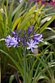 AGAPANTHUS MEGANS MAUVE