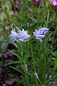 AGAPANTHUS BLUE BABY