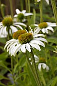 ECHINACEA PURPUREA AVALANCHE