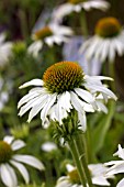 ECHINACEA PURPUREA AVALANCHE