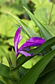 ROSCOEA PURPUREA VINCENT