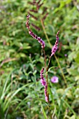 PERSICARIA AMPLEXICAULIS PINK ELEPHANT