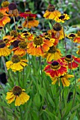 HELENIUM SAHINS EARLY FLOWERER