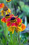 HELENIUM SAHINS EARLY FLOWERER