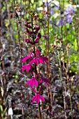 LOBELIA X SPECIOSA TANIA