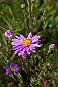 ASTER ROSA ERFULLUNG PINK ZENITH