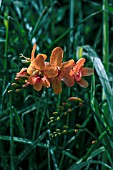 CROCOSMIA OKAVANGO