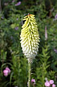 KNIPHOFIA ICE QUEEN