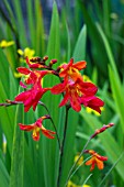 CROCOSMIA X CROCOSMIIFLORA CARMIN BRILLIANT