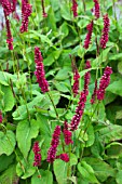 PERSICARIA AMPLEXICAULIS J S CALIENTE