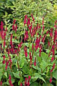 PERSICARIA AMPLEXICAULIS FIREDANCE