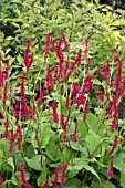 PERSICARIA AMPLEXICAULIS FIREDANCE