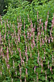 PERSICARIA AMPLEXICAULIS ROSEA