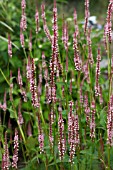 PERSICARIA AMPLEXICAULIS ROSEA