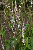 PERSICARIA AMPLEXICAULIS ALBA