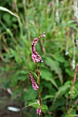 PERSICARIA AMPLEXICAULIS PINK ELEPHANT