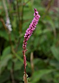 PERSICARIA AMPLEXICAULIS PINK ELEPHANT