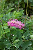 SANGUISORBA OBTUSA