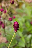 SANGUISORBA TANNA