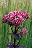 SEDUM TELEPHIUM STRAWBERRIES AND CREAM