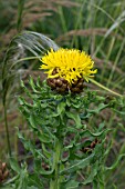 CENTAUREA MACROCEPHALA