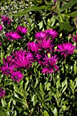 OSTEOSPERMUM NAIROBI PURPLE