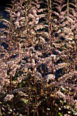 ASTILBE BEAUTY OF ERNST