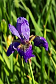 IRIS SIBIRICA DEAR DELIGHT