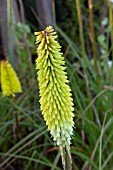 KNIPHOFIA PERCYS PRIDE